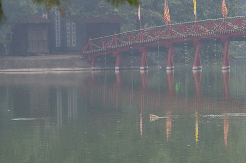 Cụ rùa Hồ Gươm chết