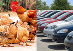 Thưởng Tết được 150 triệu: Mua ôtô hay đầu tư nuôi gà?