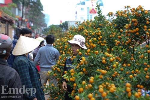 Mẹo cực dễ chọn mua quất Tết 