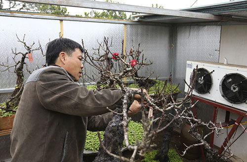 Sửng sốt loại đào 'ở lô cốt, nằm điều hòa' trên đất Hà thành