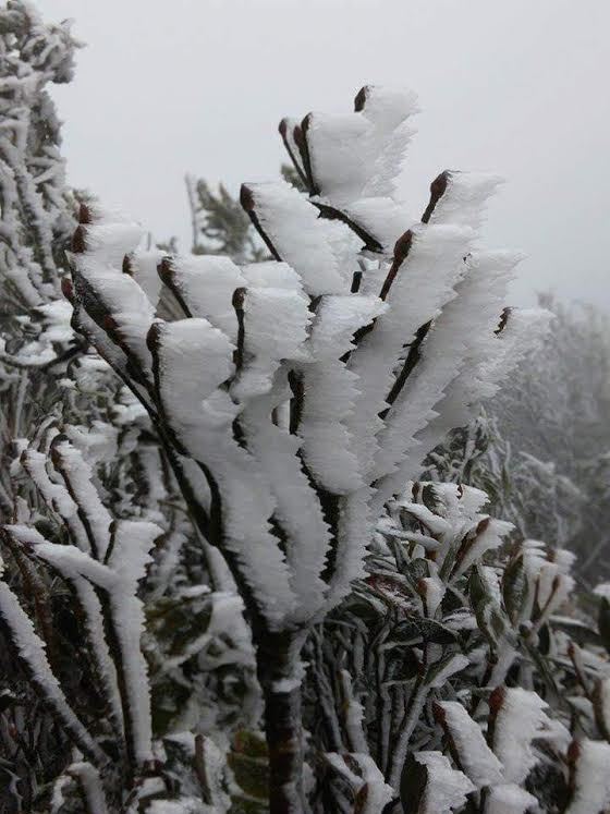 Hình Nền Băng Và Tuyết Tải Về Miễn Phí, Hình ảnh đi bộ, tuyết tùng, mùa  đông Sáng Tạo Từ Lovepik