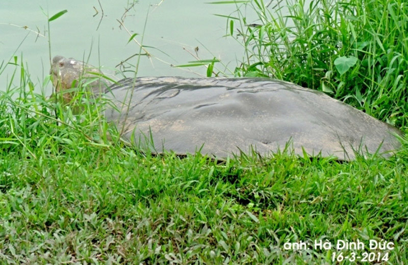 Lần đầu tiết lộ “thâm cung bí sử” cụ rùa Hồ Gươm