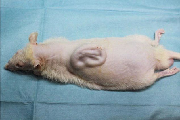 'Trồng' tai người trên lưng chuột để cấy ghép