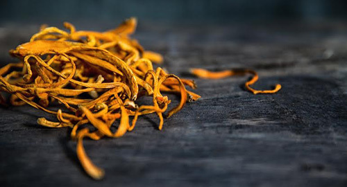 9x mở trang trại Đông trùng Hạ thảo Việt đầu tiên