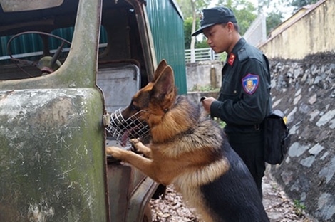 Chuyện chưa kể về những chú cảnh khuyển Việt Nam