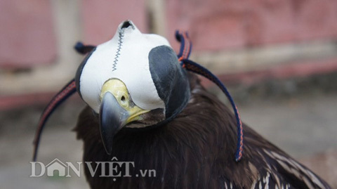 Đại gia phố núi nuôi đại bàng đốm làm thú cưng