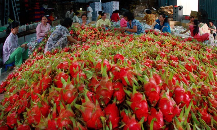 Xây nhà máy triệt sản ruồi, giải ‘lời nguyền’ thanh long xuất khẩu