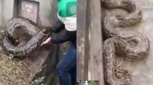 Hưng Yên: Bắt được trăn khủng chui vào ngôi mộ