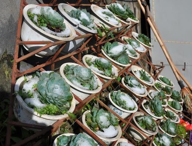 Tuyết tan, hoa héo, dân mất Tết