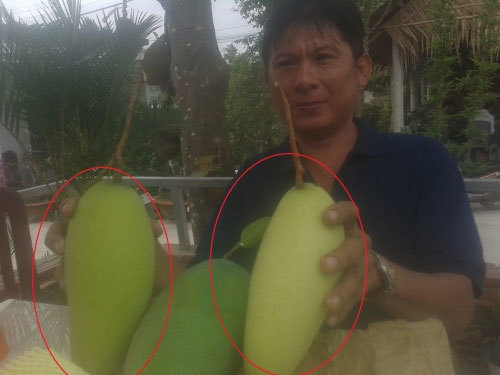 Túi lạ đổi màu xoài ở miền Tây