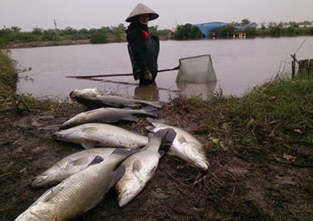 Hàng nghìn tấn cá vược chết rét, người dân Thái Bình kêu cứu