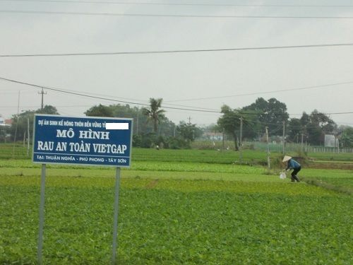 Cách lựa chọn các loại rau an toàn để ăn Tết