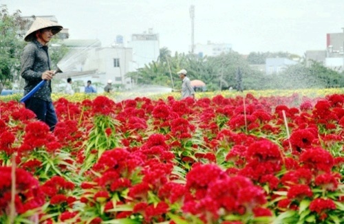 Đẹp nao lòng cánh đồng hoa trăm mẫu ở Sài Gòn