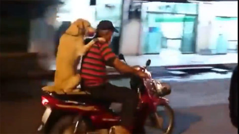 Chú chó ngồi cầm ô sau xe máy như bạn tình
