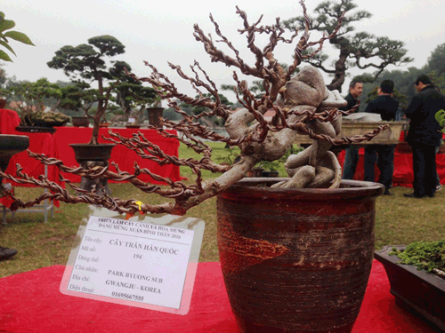 Cây cảnh ngàn đô Việt Nam đọ dáng 'siêu cây' quốc tế