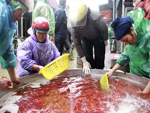 Cúng ông Táo: Bán 3 tấn cá chép mỗi ngày