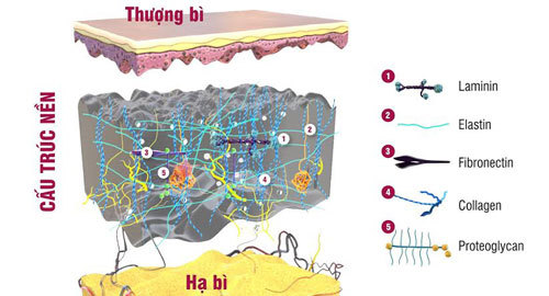 Cấu trúc nền quyết định nhan sắc làn da