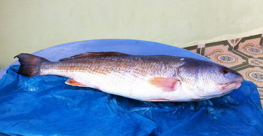 Bắt được cá sủ vàng nặng 7 kg