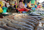 Sắc màu tươi rói chợ cá Dương Đông Phú Quốc