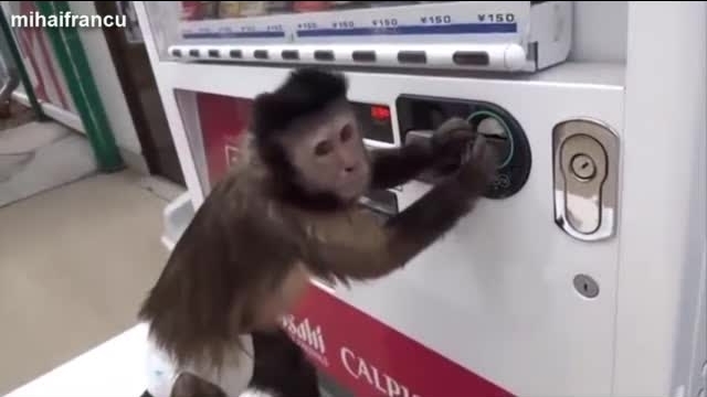 10 video ngộ nghĩnh về linh vật của năm Bính Thân