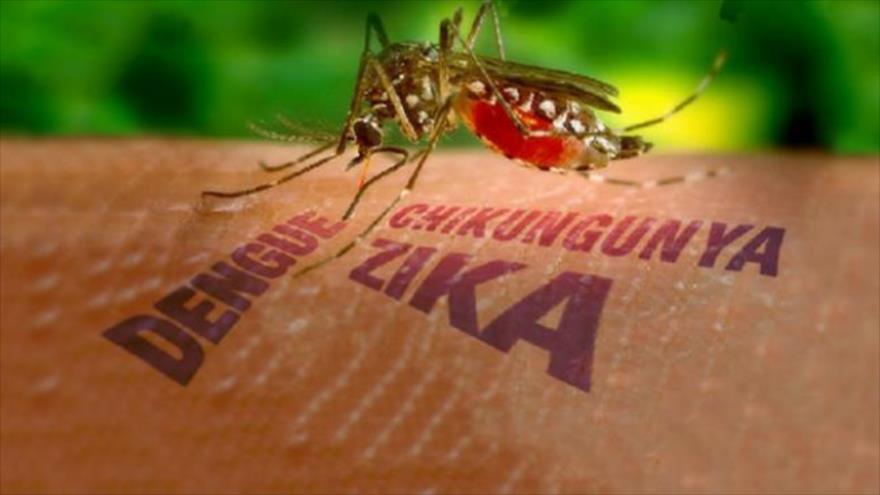 Virus Zika gây teo não nguy hiểm như thế nào?