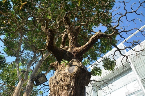 Chiêm ngưỡng những cây kiểng có tuổi đời đến 300 năm, giá hàng tỉ đồng ở Sài Gòn