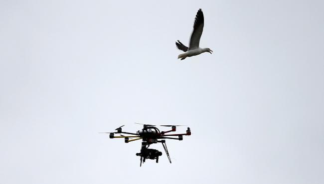 Hà Lan: Cảnh sát dùng đại bàng để hạ drone 