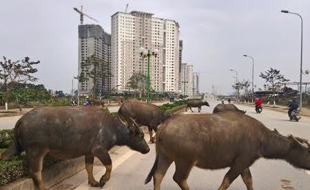 Đằng sau những khu nhà của giới siêu giàu Việt