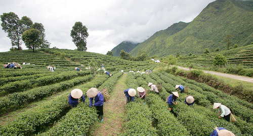 Dùng trà sạch đúng cách
