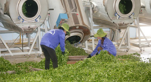 Chè Tam Đường - ‘vàng xanh’ Tây Bắc