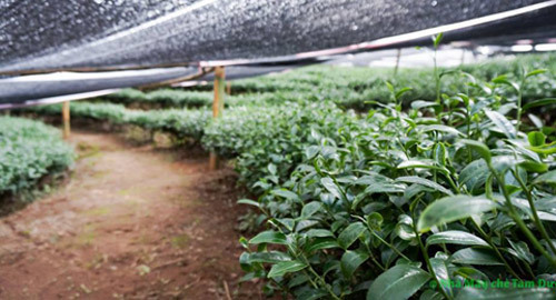 Lợi ích đặc biệt của chè Matcha