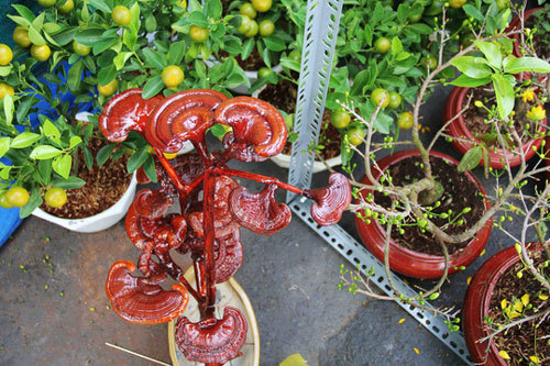 Kiểng bonsai linh chi hút khách vì