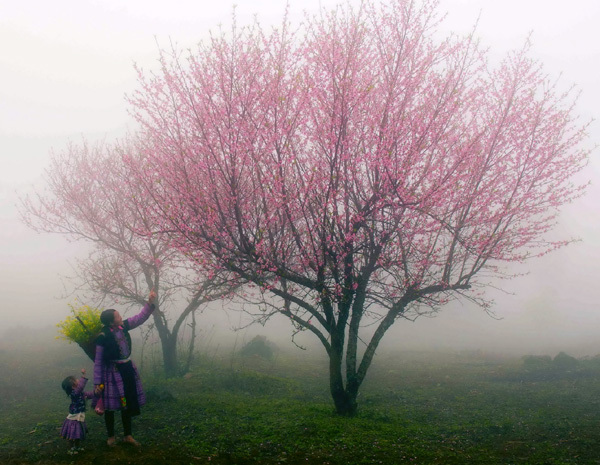 Chơi hoa đào, da hồng hào