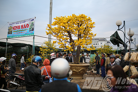 Cây mai cổ giá 2 tỷ bậc nhất Đà Thành