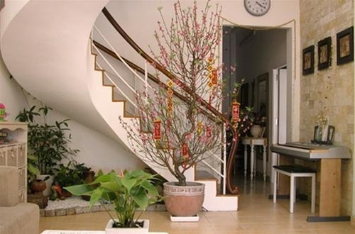 Cách bày đào, mai, quất theo phong thủy rước lộc vào nhà