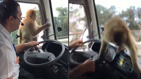 Con khỉ cướp bữa trưa của lái xe buýt nhanh như chớp