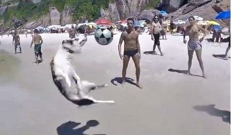 Chú chó chơi bóng bá đạo nhất thế giới