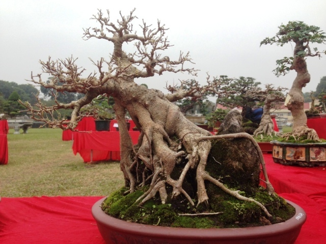 'Siêu cây cảnh' mỗi năm tăng giá ngàn đô