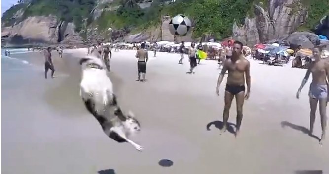 Choáng với khả năng chơi bóng của loài chó