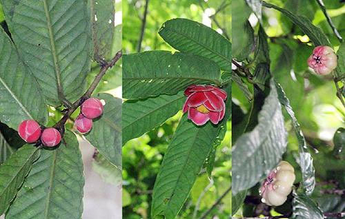 Tết kỳ lạ của thầy giáo săn lùng loài hoa báu vật