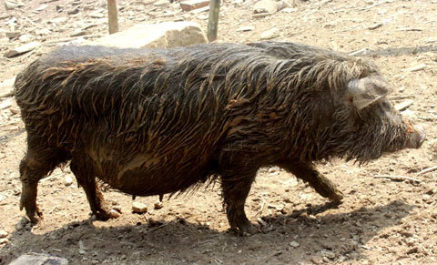 Kỳ lạ lợn khổng lồ đeo gông của người Mông
