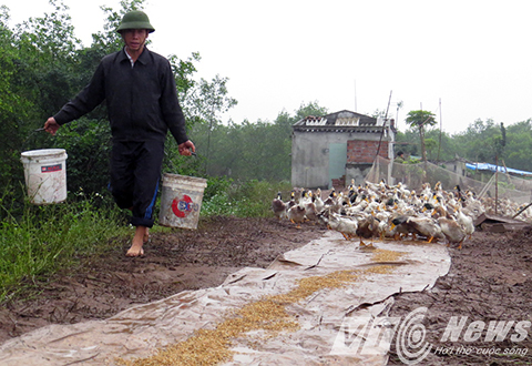 Nhà ông Vươn tính ra thương hiệu 'Vịt biển sạch Đoàn Văn Vươn'