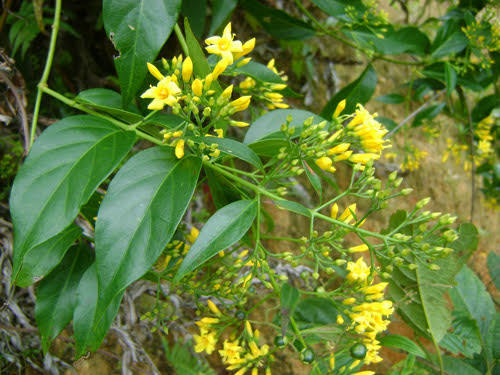 Bị cấm yêu, sơn nữ 14 tuổi ăn lá ngón tự tử mùng 5 Tết