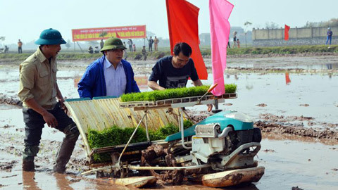 Bí thư, Chủ tịch Hà Nội xuống đồng đi cấy