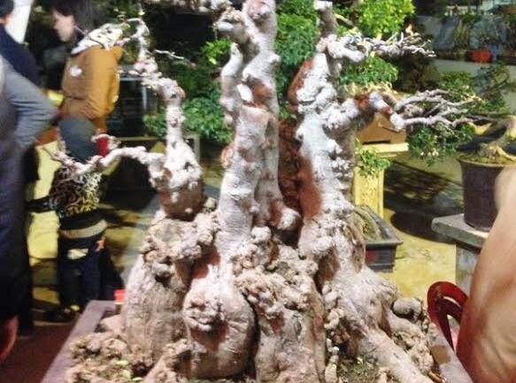 Cây mai đắt nhất chợ Viềng: Chỉ ngắm không mua