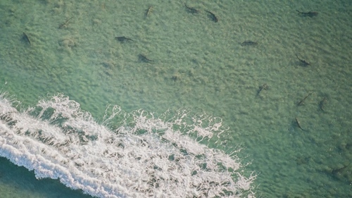 Hàng vạn cá mập tập trung ở bờ biển Mỹ