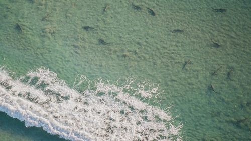 Hàng vạn cá mập tập trung ở sát bờ biển Mỹ