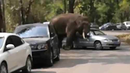 Voi 'thất tình' húc nát gần hai chục xế hộp