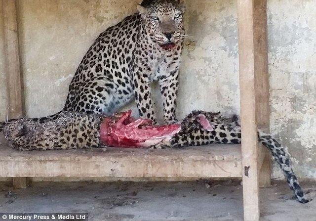 Hình ảnh gây sốc: 300 con thú bị bỏ đói ăn thịt lẫn nhau