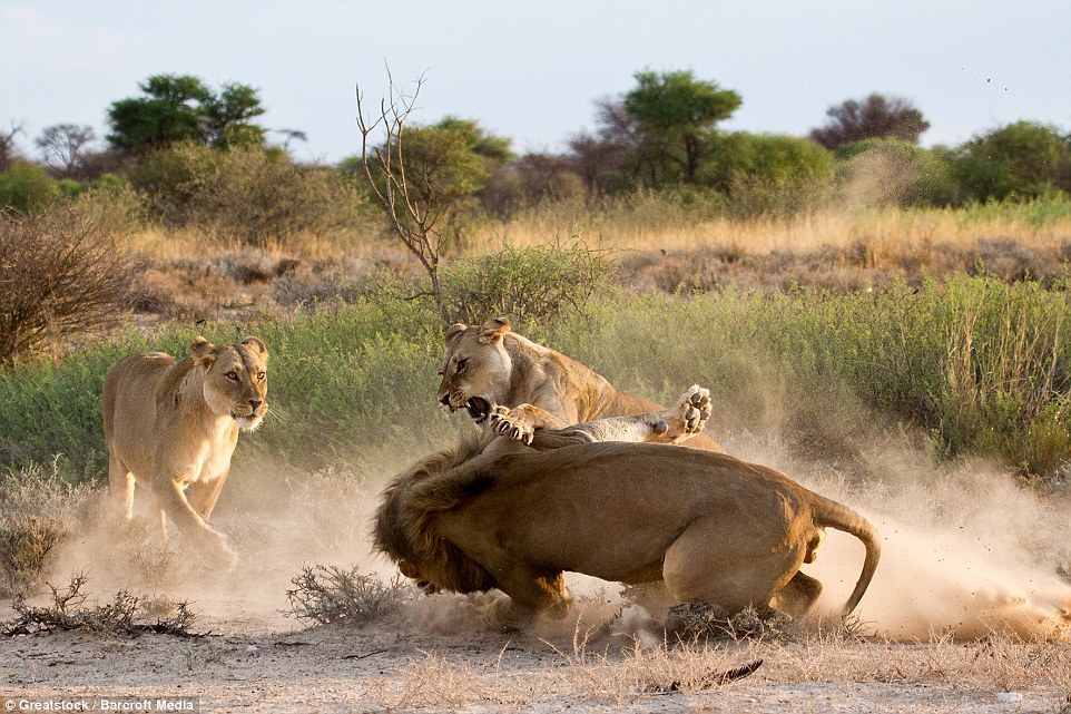 sư tử cái, sư tử đực, sư tử, bạn tình, cơn cuồng nộ, ghen, công viên Kgalagadi Transfrontier, Botswana